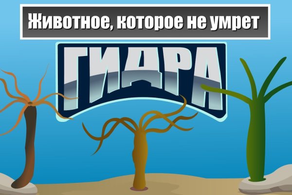 Как правильно покупать на блэкспрут