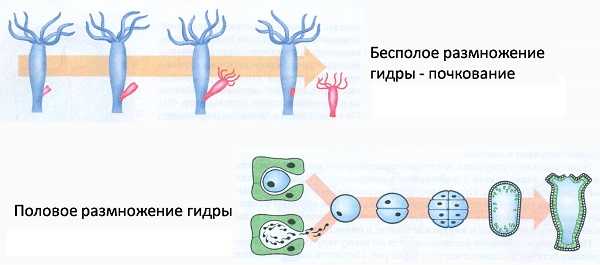 Рабочий сайт омг для тора